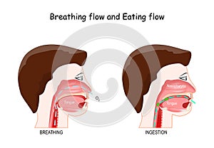 Breathing and Eating process