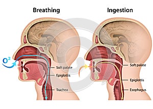 Breathing and Eating process medical 3d  illustration on white background