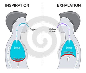 Breathing. Exhalation and Inspiration. Side view