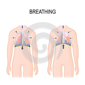 Breathing. Movement of ribcage during inspiration and expiration. diaphragm functions