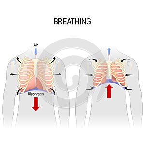Breathing. Movement of ribcage during inspiration and expiration. diaphragm functions photo