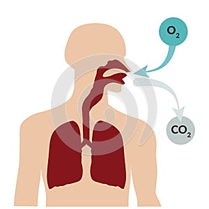 Breathing through the nose and exhaling through the mouth. Respiratory system photo