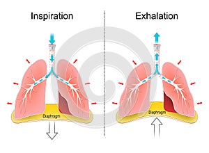 Breathing. Respiration, movements of the chest, lungs, and diaphragm