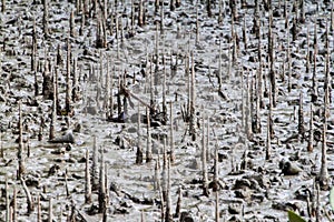 Breathing roots in Sundarbans, Banglade