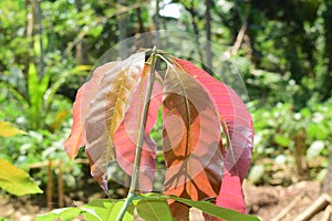 Breathless caption : Baby mango leaf