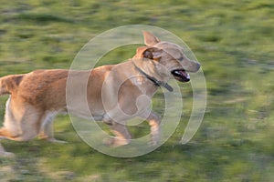 Breathless labrador on the meadow.