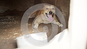 breathless tired dog lies under a canopy in the shade, mistreatment of animals