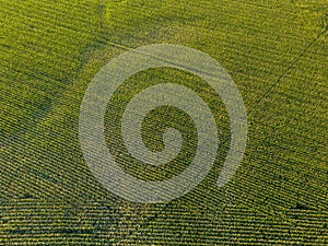 Aerial View: Golden Rows of Small Corn Crops on a Farm Field