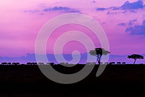 Breathtaking African landscape with silhouettes of animals and trees against a scenic sunset sky