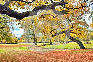 Breathtaking autumn landscape with old oak trees in Muskau Park