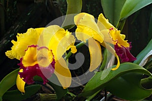 Breathtaking Brassolaeliocattleya orchid photo