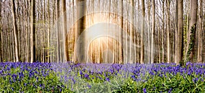 Breathtaking floral carpet with blue flowering bluebells and beautiful sun rays between the tree trunks in the most famous forest