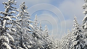 Breathtaking fly over frozen snowy fir and pine trees . Nature concept. Winter time, coziness, enjoying the landscape