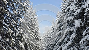 Breathtaking fly over frozen snowy fir and pine trees . Nature concept. Winter time, coziness, enjoying the landscape