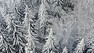 Breathtaking fly over frozen snowy fir and pine trees . Nature concept. Winter time, coziness, enjoying the landscape