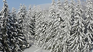 Breathtaking fly over frozen snowy fir and pine trees . Nature concept. Winter time, coziness, enjoying the landscape