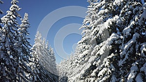 Breathtaking fly over frozen snowy fir and pine trees . Nature concept. Winter time, coziness, enjoying the landscape