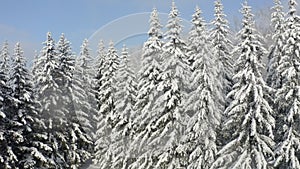 Breathtaking fly over frozen snowy fir and pine trees . Nature concept. Winter time, coziness, enjoying the landscape