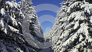 Breathtaking fly over frozen snowy fir and pine trees . Nature concept. Winter time, coziness, enjoying the landscape