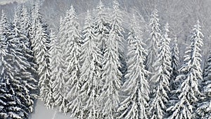 Breathtaking fly over frozen snowy fir and pine trees . Nature concept. Winter time, coziness, enjoying the landscape