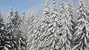 Breathtaking fly over frozen snowy fir and pine trees . Nature concept. Winter time, coziness, enjoying the landscape