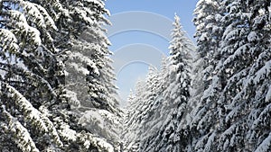 Breathtaking fly over frozen snowy fir and pine trees . Nature concept. Winter time, coziness, enjoying the landscape