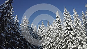 Breathtaking fly over frozen snowy fir and pine trees . Nature concept. Winter time, coziness, enjoying the landscape