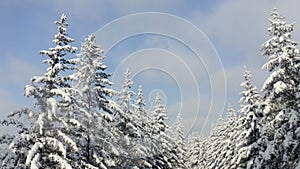 Breathtaking fly over frozen snowy fir and pine trees . Nature concept. Winter time, coziness, enjoying the landscape