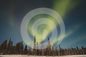 Breathtaking green dancing aurora borealis in the dark sky in Levi, lapland, Northern Finland. Green streaks of nothern lights