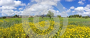 Breathtaking Landscape of Es Secar de la Real Monastery Amidst a Meadow of Wildflowers in Mallorca photo