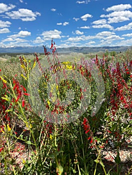 Breathtaking landscape of Scarlet Bugler flowers in a lush green meadow