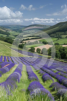 Breathtaking lavender field landscape with plenty of space for text, vertical shot