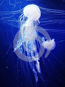 The breathtaking luminescent underwater jellyfish. photo