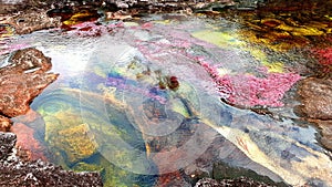 Breathtaking multicolored river Cano Cristales, Serrania de la Macarena National Park, Colombia