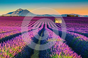 Breathtaking nature landscape with lavender fields in Provence, Valensole, France