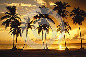 Serene Sunset Silhouette of Palm Trees on Tropical Beach photo