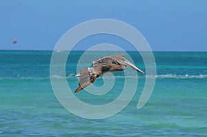 Breathtaking photo of a pelican flying through the carribean sky