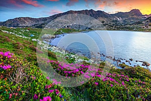 Breathtaking pink rhododendron flowers and Bucura alpine lake, Retezat mountains