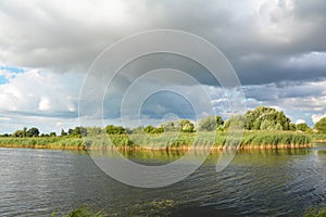 Breathtaking river landscape with a sunny river bank, river shore covered with Phragmites australis, common reed and with trees in