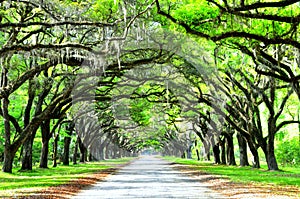 A breathtaking road sheltered by live oak trees and Spanish moss near Wormsloe Historic Site, Georgia, U.S.A photo