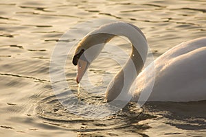 Breathtaking shot of a graceful swan swimming in the lake under a sunlight