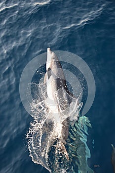 Breathtaking shot of wild bottlenose dolphin leaping out of the water with force