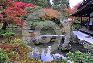 Breathtaking view on japanese garden in autumn. Beautiful maple trees around the pool with big stones