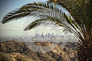 Breathtaking view over Los Angeles down town through the Palm leaves