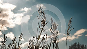 Breathtaking view of tall wheat and grass in a field lit by gentle sunlight on a bright spring day