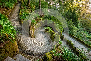 Breathtaking view of tropical garden with tree ferns Cyatheales and giant trees on gloomy day. Queen`s Fern Valley, Pena Park,