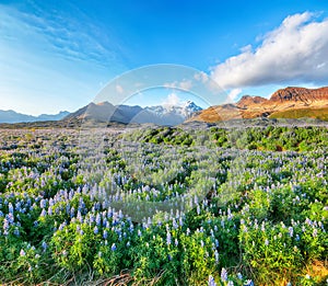 Breathtaking view of typical Icelandic landscape with field of blooming lupine flowers next to the mountains