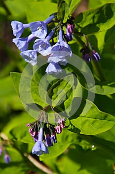 Breathtaking Virginia Bluebells Mertensia virginica