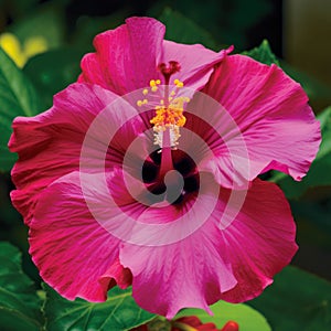 A breathtakingly vibrant fuchsia hibiscus its delicate center invitingly beckoning. Trendy color of 2023 Viva Magenta