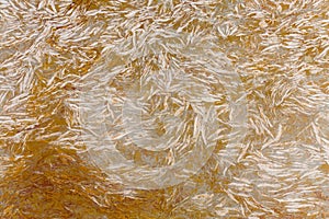 Breccia dorata - natural matte marble stone texture. Detail slab photo. luxury beige Italian material, pattern for photo